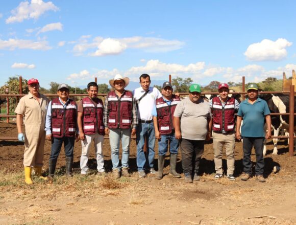 Vacunan 250 cabezas de ganado contra brucelosis en San Pablo Huixtepec