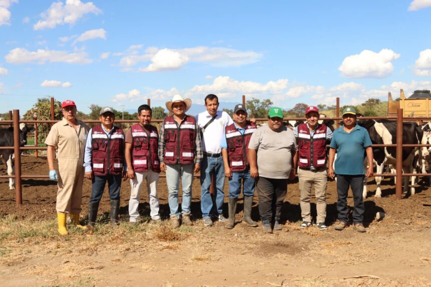 Vacunan 250 cabezas de ganado contra brucelosis en San Pablo Huixtepec