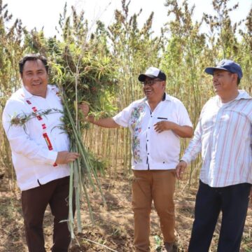 Realiza Oaxaca primera cosecha de Cannabis para uso industrial de México