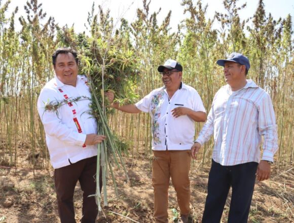 Realiza Oaxaca primera cosecha de Cannabis para uso industrial de México