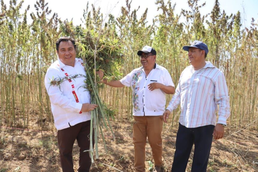 Realiza Oaxaca primera cosecha de Cannabis para uso industrial de México