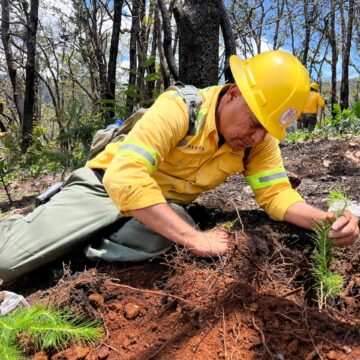 Reforesta Coesfo 11 hectáreas en Asunción Mixtepec