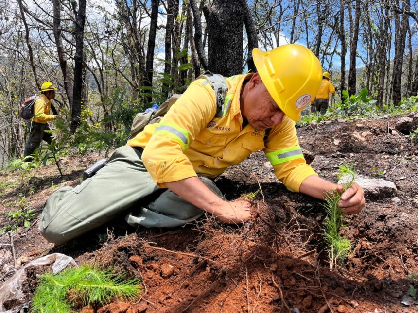 Reforesta Coesfo 11 hectáreas en Asunción Mixtepec