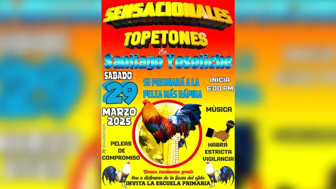 Denuncian pelea de gallos en escuela primaria y exigen intervención de autoridades