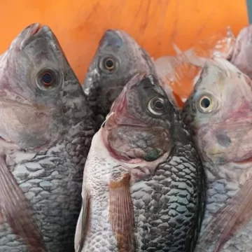 Implementa SSO operativo Cuaresma 2025