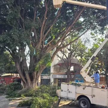 Se realizan trabajos de poda y limpieza para mantener en buen estado los espacios públicos de Oaxaca de Juárez