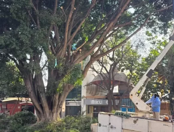 Se realizan trabajos de poda y limpieza para mantener en buen estado los espacios públicos de Oaxaca de Juárez