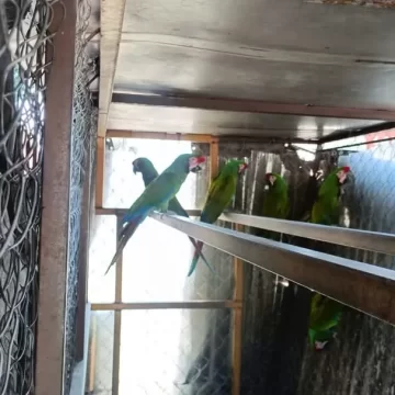 Asegura Policía Vial Estatal a conductor que viajaba con seis aves en peligro de extinción