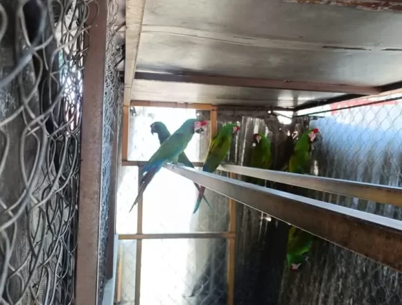 FB_IMG_1743889360558.jpg Asegura Policía Vial Estatal a conductor que viajaba con seis aves en peligro de extinción