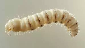 Emite SSO recomendaciones para evitar miasis humana causada por el gusano barrenador de ganado