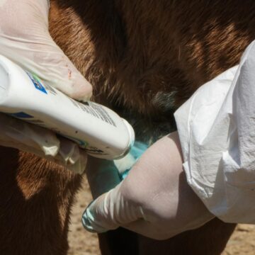 Se suma Xoxocotlán a campaña preventiva contra el gusano barrenador