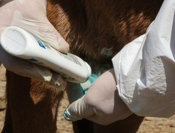 Se suma Xoxocotlán a campaña preventiva contra el gusano barrenador