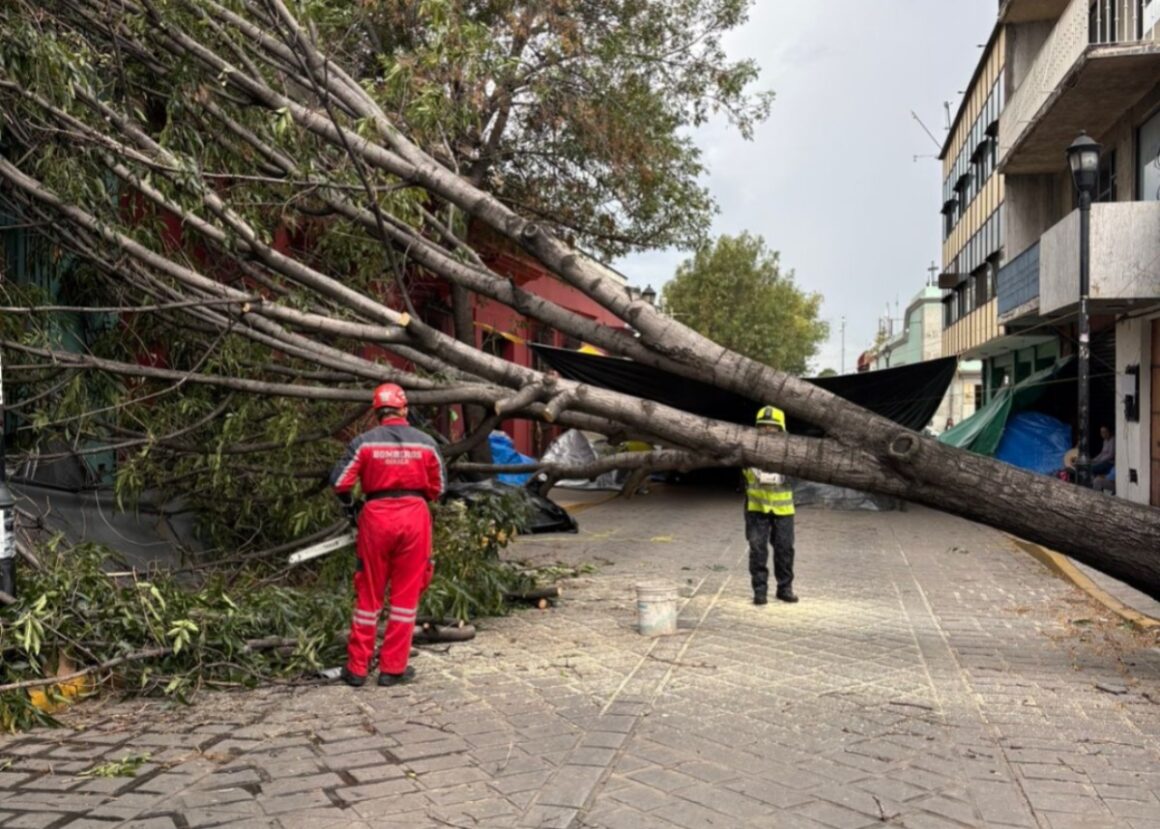 Atiende Gobierno del Estado reportes de árboles caídos en diversos puntos de la Zona Metropolitana de Oaxaca