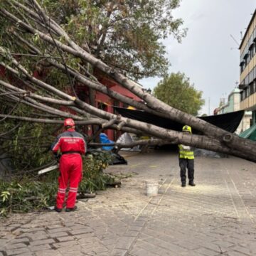 WhatsApp-Image-2026-06-17-at-5.44.14-PM Atiende Gobierno del Estado reportes de árboles caídos en diversos puntos de la Zona Metropolitana de Oaxaca