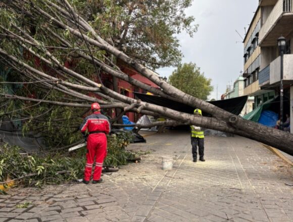 Atiende Gobierno del Estado reportes de árboles caídos en diversos puntos de la Zona Metropolitana de Oaxaca