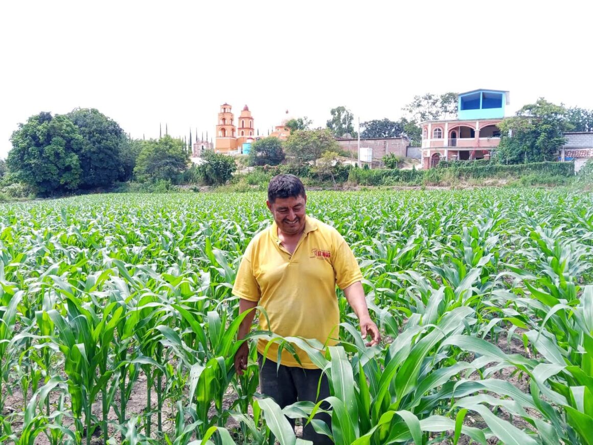 Oaxaca lo logró: alcanza autosuficiencia en producción de maíz