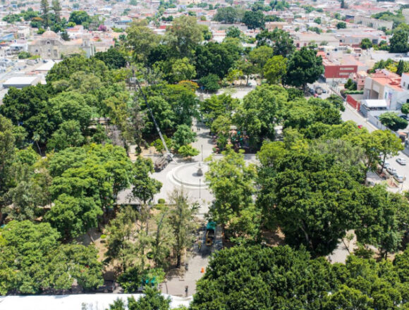 img-t1PtIT Gobierno de Oaxaca de Juarez prioriza el cuidado del arbolado del Paseo Juárez El Llano