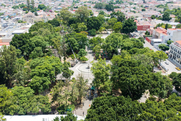 img-t1PtIT Gobierno de Oaxaca de Juarez prioriza el cuidado del arbolado del Paseo Juárez El Llano